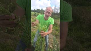 Guernsey fleabane erigeron sumatrensis invasivespecies gardening permaculture adventure [upl. by Nosiddam]