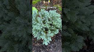 7 Weeks After Planting Blue Star Juniper [upl. by Lehcim]