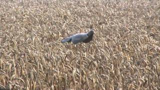 Fieldsports Britain  Pigeons helice pheasants and fallow  episode 39 [upl. by Edmanda]