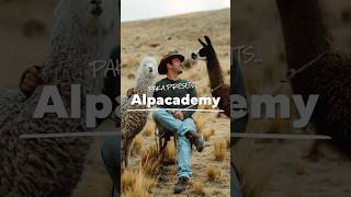 Alpacademy Alpacas vs Llamas [upl. by Malin848]