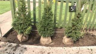 How To Learn Planting Evergreen Hedge [upl. by Erline]