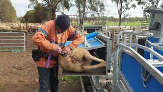 Crutching Sheep in a Te Pari Racewell Sheep Handler [upl. by Erbma774]