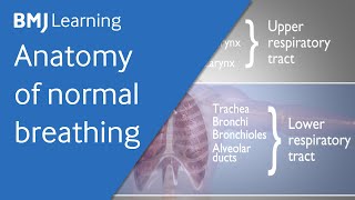 Basics of ventilation Anatomy of normal breathing [upl. by Nowad]