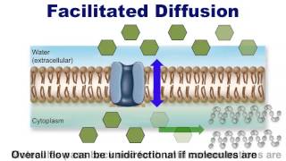 Human Anatomy and Physiology Diffusion and Transport [upl. by Noremmac]