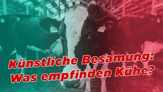 Künstliche Besamung Was empfinden Kühe  My KuhTube Film 697 [upl. by Magree]