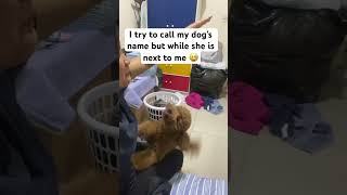 So funny lola 😂😂 likesharesubscribe puppy challenge shortfeed [upl. by Modesta]