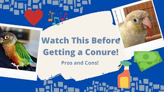 Want a Conure Watch This First Pros Vs Cons  TheParrotTeacher [upl. by Urias]