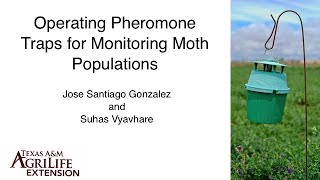 Pheromone Traps to Monitor Moth Populations [upl. by Berk]