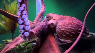 Giant Pacific Octopuses are Extreme [upl. by Tilagram802]