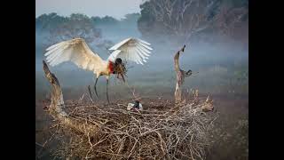 The impressive wingspan of the Jabiru stork [upl. by Imrots]