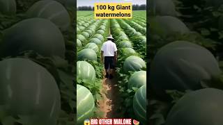 😱Big Other Malone 🍉🍉 watermelon fruit farming fruitworld viral trending shorts [upl. by Harriott]