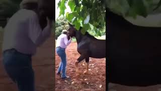 Funny horsefunny horse short shortsvideos funnyanimal [upl. by Ahsiaa]