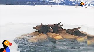 Herd of Elk Rescued After Falling Through Ice  The Dodo [upl. by Ragouzis]