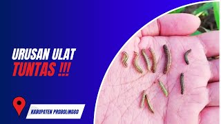 GUSANG PEMBASMI ULAT HINGGA TUNTAS [upl. by Korb]