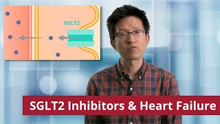 SGLT2 Inhibitors  Mechanism of Action [upl. by Sundin]