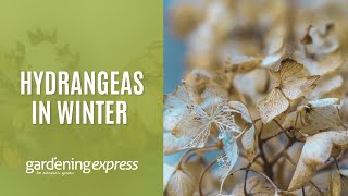 Hydrangeas in Winter  What to expect and how to care for a hydrangea [upl. by Reibaj]