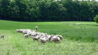 Tips for Alfalfa Grazing [upl. by Nerag]