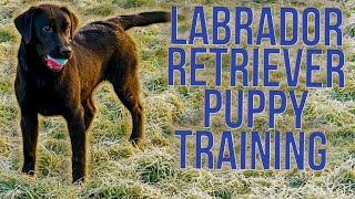 Puppy Training Labradors [upl. by Kcirded]