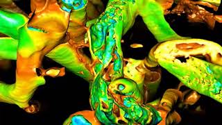 Animation of biological data from cryo FIB SEM [upl. by Savina]