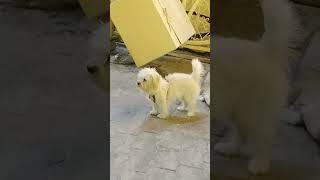 A cute dog plying dognatureanimalsfunnypetswildlife سک ها [upl. by Rabbi]