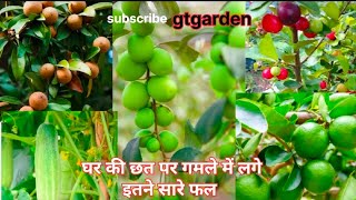 Chhat par lage itne sare fruit  fruit plant care tips in hindi  gamle me fruit plant kaise ugaye [upl. by Aiki]