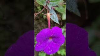 achimenes plant kerala garden garden ideas trendingshorts youtubeshorts  shorts feed [upl. by Minsk222]