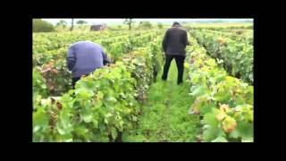 The Vineyards of Gevrey Chambertin in Burgundy  Marchand amp Burch [upl. by Crandale]