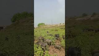 animal videoswild pigs animal farmboarhog pigs [upl. by Day466]