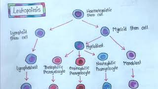 LEUKOPOIESIS  Easy Explanation [upl. by Myna65]