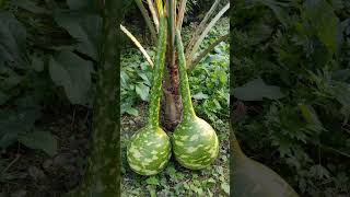 Long Handled Dipper Gourd [upl. by Ita]