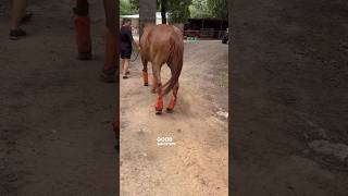 STRINGHALT SEVERE CASE UPDATE AFTER 2 PEMF SESSIONS equinebodywork pemf horsecare [upl. by Yeneffit558]