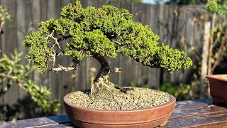 Deadwood on old Juniper Bonsai [upl. by Patrizio]