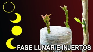 FASES LUNARES en la REALIZACIÓN de INJERTOS en frutales [upl. by Sanez]