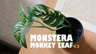 Monstera Monkey Leaf update or version three [upl. by Nosmas996]