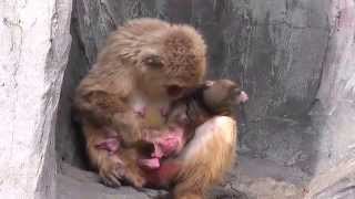 Baby Monkey 12days old ニホンザルの赤ちゃん（生後12日目）②（釧路動物園） [upl. by Gilder818]