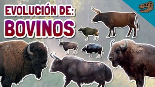 Evolución de los BOVINOS y especialmente BISONTES ft el origen de los félidos [upl. by Jenks106]