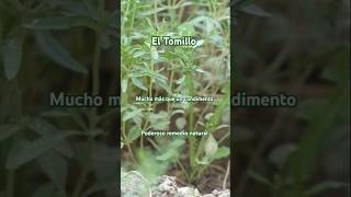 El Tomillo es un poderoso remedio natural 🌿 Tomillo plantas naturaleza short tomillo romero [upl. by Arihas204]