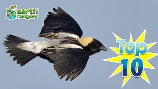 Top 10 Things You Didnt Know About Bobolinks [upl. by Riba]