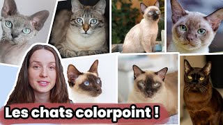 Les Couleurs des Chats le Colorpoint ou Siamois Mink et Sépia [upl. by Etteve871]