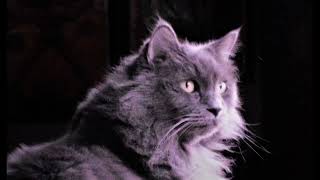 Nebelung Cat Uncle Fuzzy [upl. by Webster]