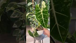 Alocasia Corm Removal ASMR alocasia houseplants asmr [upl. by Ciro203]