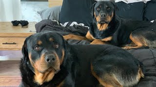 Life With Rottweilers 101 [upl. by Westmoreland529]