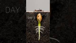 Plants Germination [upl. by Schmeltzer809]