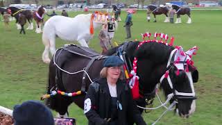 Shire Horse parade [upl. by Moretta]