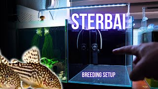 I made ULTIMATE BREEDING SETUP for STERBAI CORYDORAS  BREEDING FOR PROFIT [upl. by Yrac76]