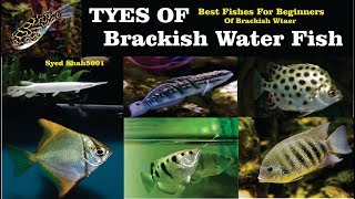 Types of Brackish Water fish All about Brackish water Fish [upl. by Houston]