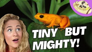 Why the Golden Mantella Frog is Cooler than you Think 5 Fast Facts [upl. by Navek242]