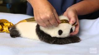 Giant Panda Cub Exam [upl. by Gennie]