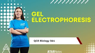 Gel Electrophoresis  QCE Biology 3amp4 [upl. by Ohs695]