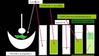 estrazione clorofilla [upl. by Enilarak]